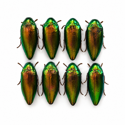 Real Metallic Green Beetle Specimen, Insect Bug Taxidermy Open wings, Insect Entomology Display