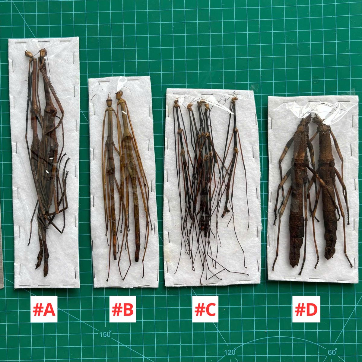 Real Stick Bug Specimen, 5pcs, Insect Bug Taxidermy, Insect Entomology Display