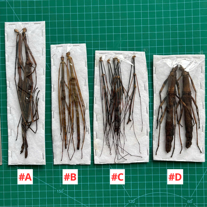 Real Stick Bug Specimen, 5pcs, Insect Bug Taxidermy, Insect Entomology Display