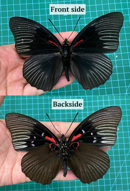 Real Black Empress Butterfly Taxidermy, Sasakia Funebris, Dried Specimen Spread Wings, Real Insect Entomology Display