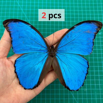 Morpho Didius Butterfly - Real Blue Morpho Butterfly Specimen Spread Mounted Taxidermy for Display