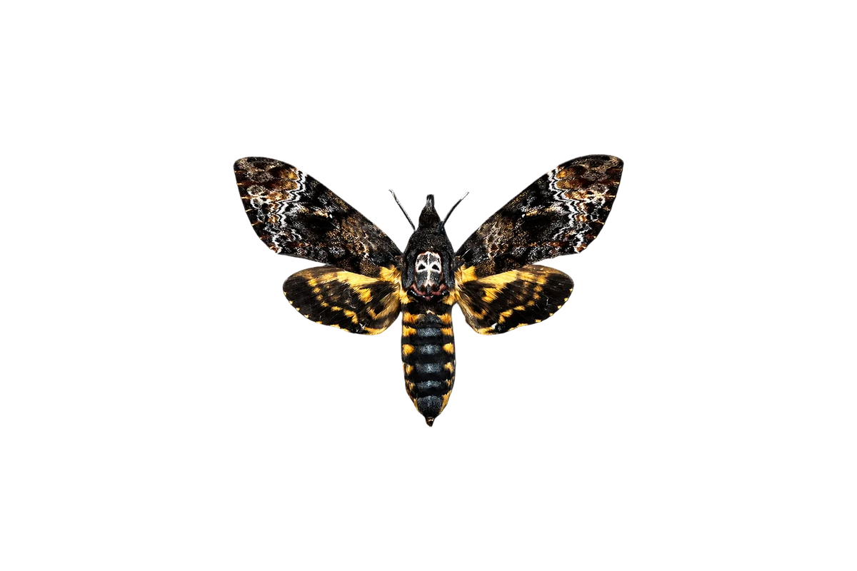 Death’s Head Moth Acherontia