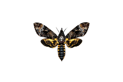 Death’s Head Moth Acherontia