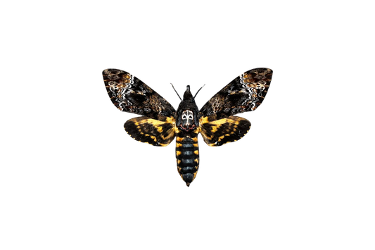 Death’s Head Moth Acherontia