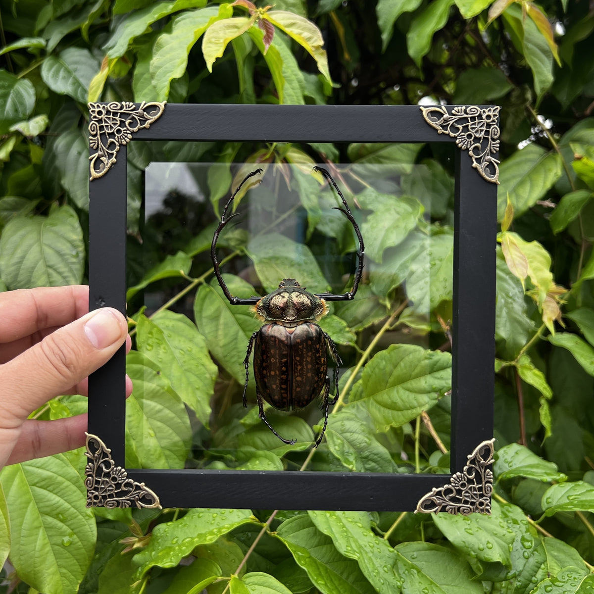 Real Framed Long Arms Beetle White Shadow Box Specimen Oddities K18-58-TR