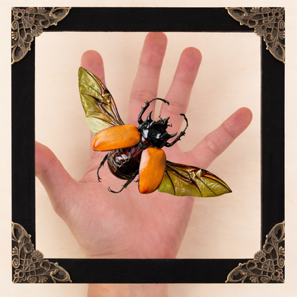 Framed Five-Horned Rhinoceros Beetle, Real Insect Bug Artwork, Gothic Home Decor and Oddities Wall Display