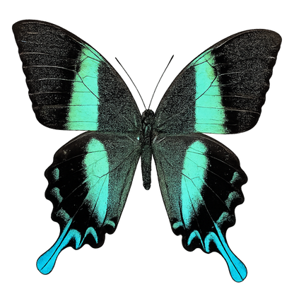 Real Papilio Blumei Butterfly - Green Peacock Swallowtail Specimen