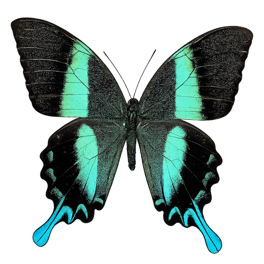 Real Papilio Blumei Butterfly - Green Peacock Swallowtail Specimen