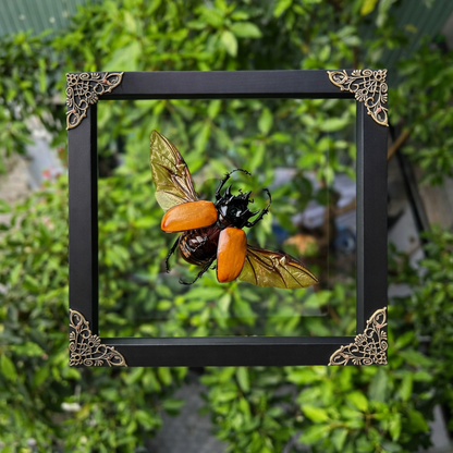Framed Five-Horned Rhinoceros Beetle, Real Insect Bug Artwork, Gothic Home Decor and Oddities Wall Display