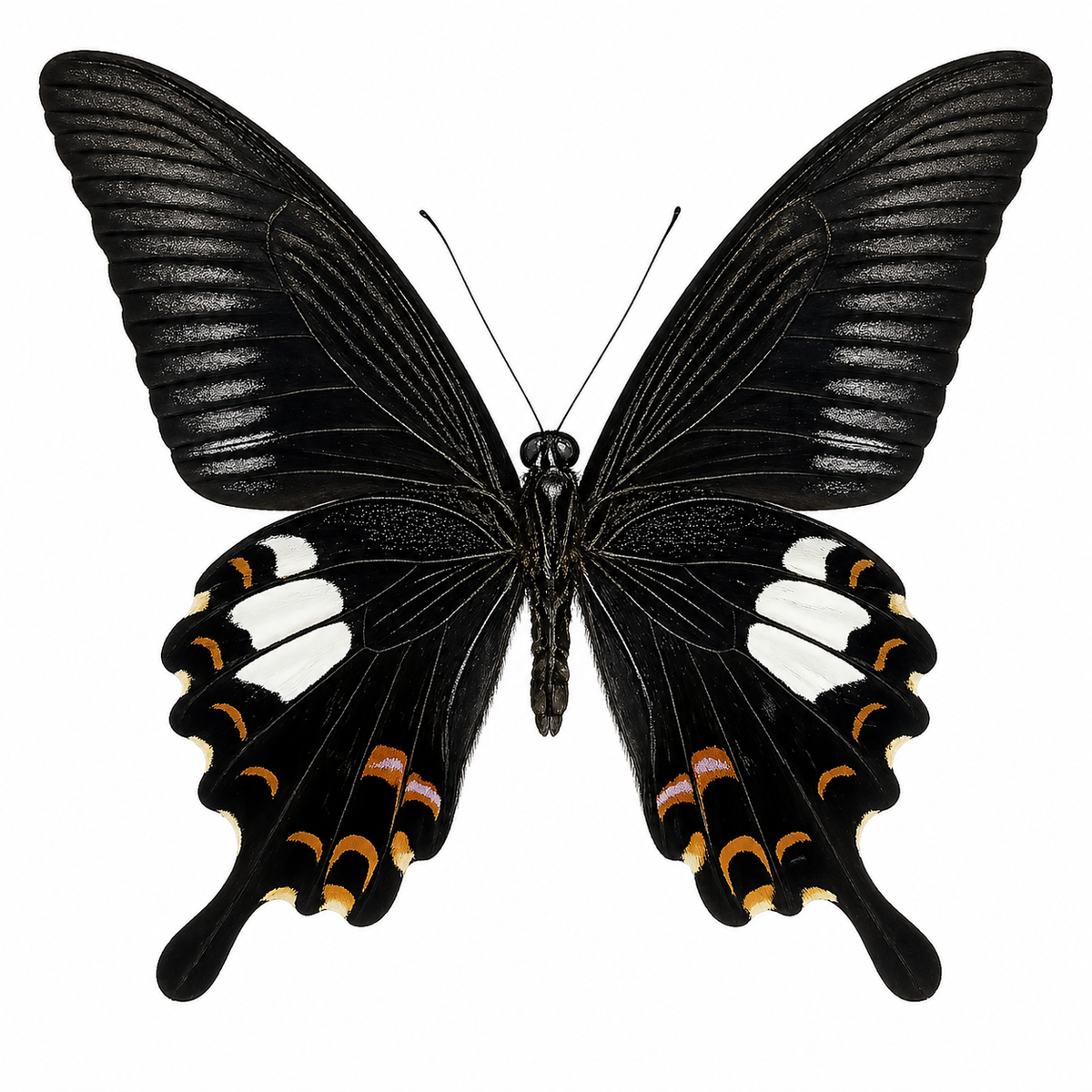 Real Butterfly Taxidermy, Papilio Helenus, Dried Specimen Spread Wings, Real Insect Entomology Display