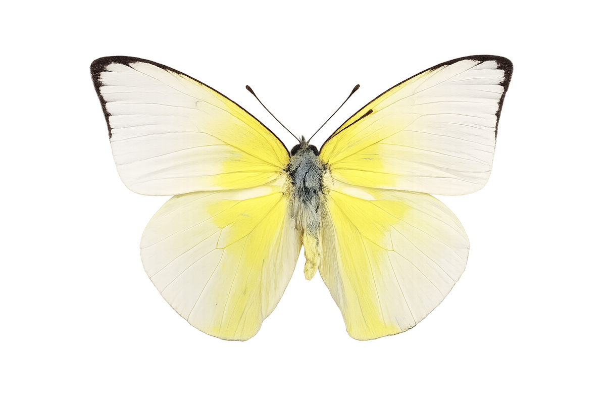 Real Lemon Emigrant Butterfly Specimen, Butterfly Taxidermy Open wings, Insect Entomology Display, Décor
