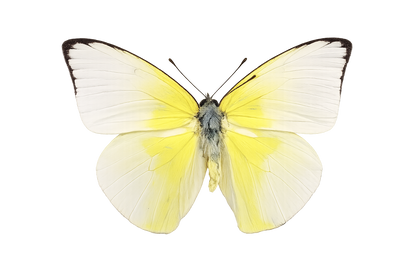 Real Lemon Emigrant Butterfly Specimen, Butterfly Taxidermy Open wings, Insect Entomology Display, Décor