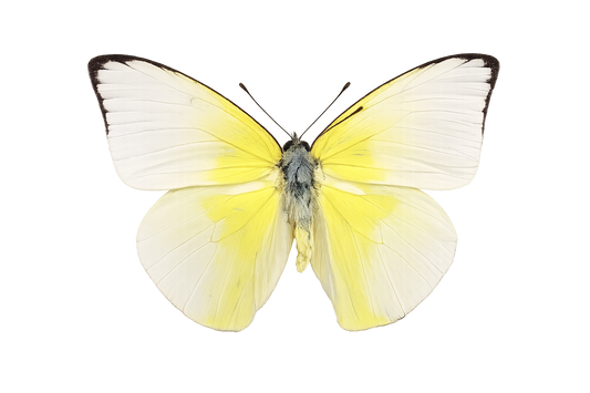 Real Lemon Emigrant Butterfly Specimen, Butterfly Taxidermy Open wings, Insect Entomology Display, Décor