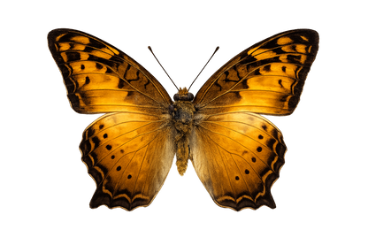 Real Butterfly Taxidermy, Vagrans egista, 4pcs Dried Specimen Spread Wings, Real Insect Entomology Display