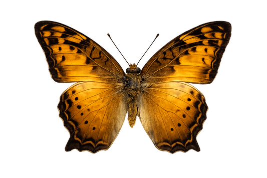 Real Butterfly Taxidermy, Vagrans egista, 4pcs Dried Specimen Spread Wings, Real Insect Entomology Display