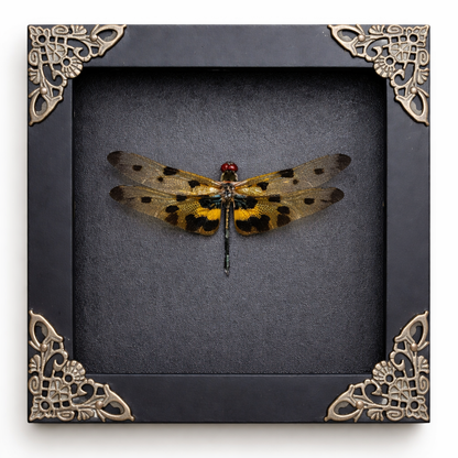 Real Yellow Dragonfly Shadow Box Insect Bug Frame Wall Art Decoration Oddity Home Bookshelf Decor K12-100-DE