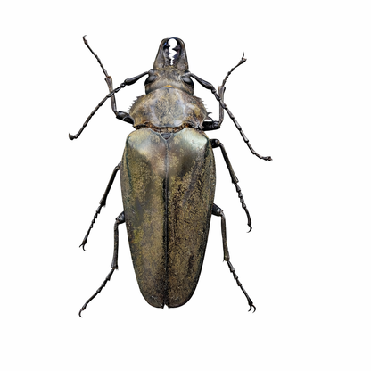 Real Stag Beetle Specimen, Insect Bug Taxidermy Open wings, Insect Entomology Display