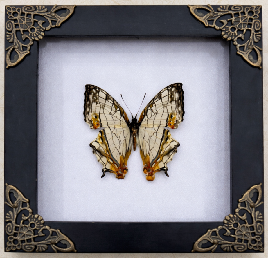Real Map Butterfly Taxidermy Framed Insect Bug Art Gothic Oddities Wall Decor K12-126-DE