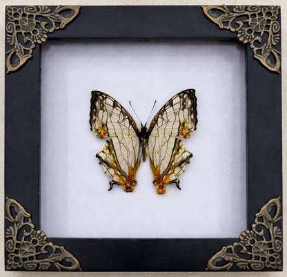 Real Map Butterfly Taxidermy Framed Insect Bug Art Gothic Oddities Wall Decor K12-126-DE