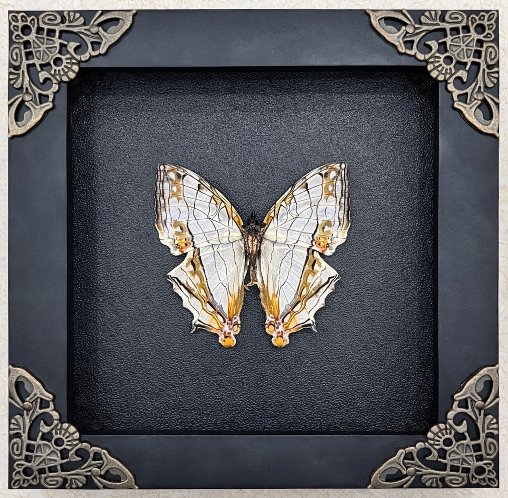 Real Map Butterfly Taxidermy Framed Insect Bug Art Gothic Oddities Wall Decor K12-126-DE