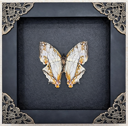 Real Map Butterfly Taxidermy Framed Insect Bug Art Gothic Oddities Wall Decor K12-126-DE