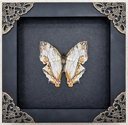 Real Map Butterfly Taxidermy Framed Insect Bug Art Gothic Oddities Wall Decor K12-126-DE