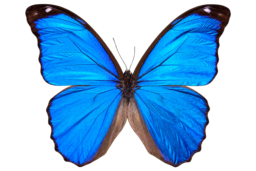 Morpho Didius Butterfly - Real Blue Morpho Butterfly Specimen Spread Mounted Taxidermy for Display
