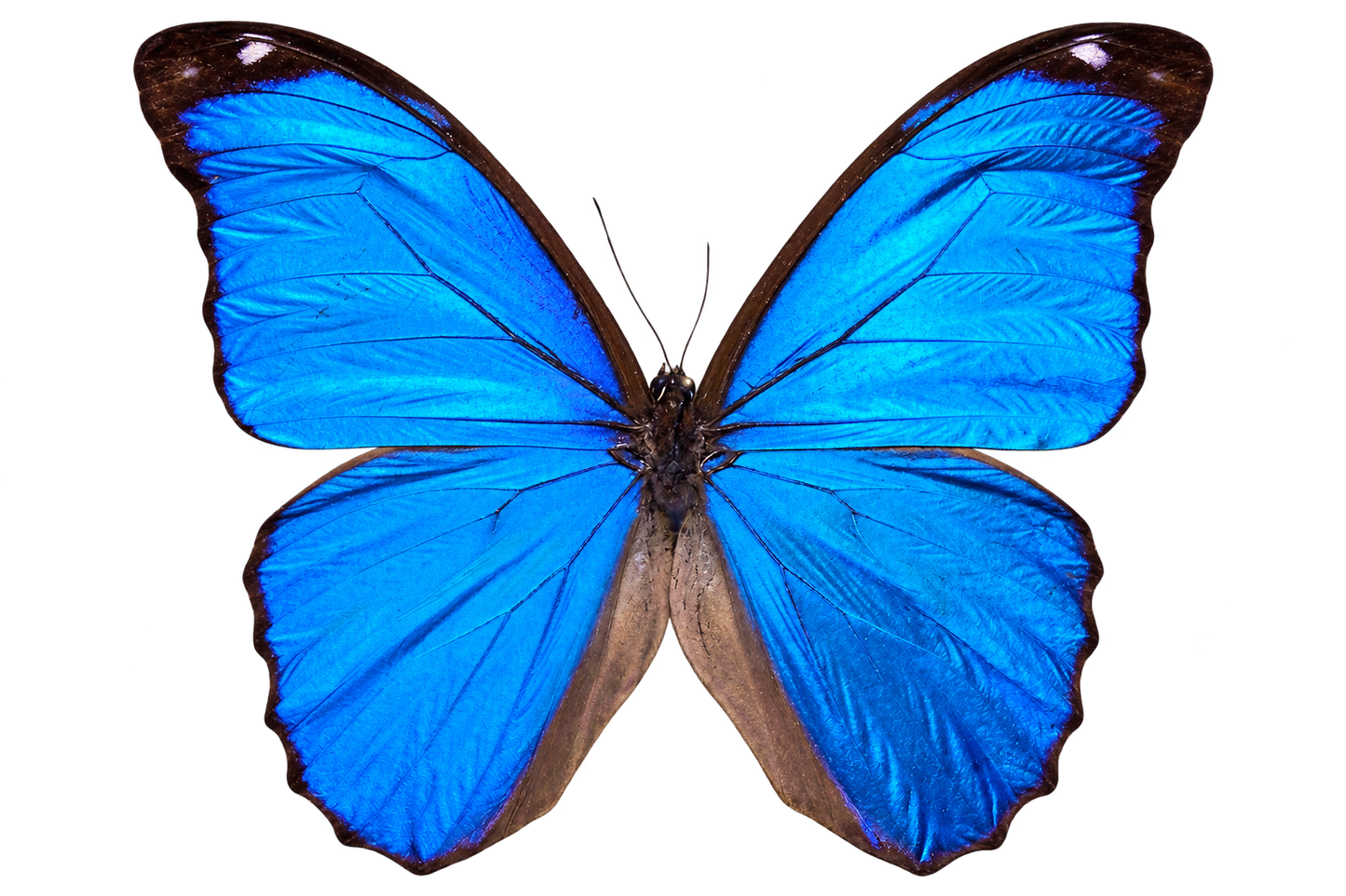 Morpho Didius Butterfly - Real Blue Morpho Butterfly Specimen Spread Mounted Taxidermy for Display