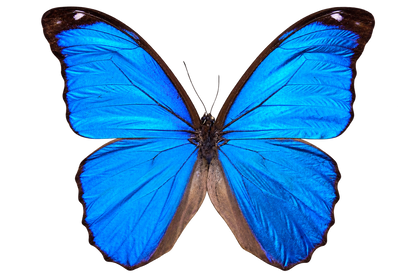 Morpho Didius Butterfly - Real Blue Morpho Butterfly Specimen Spread Mounted Taxidermy for Display