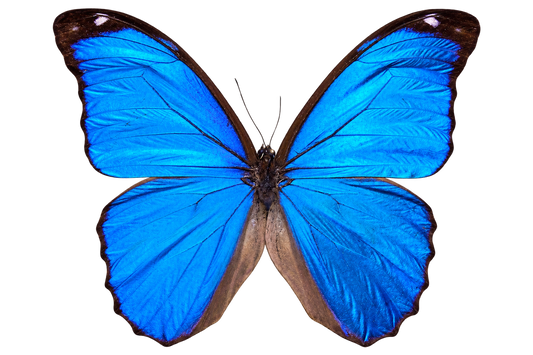 Morpho Didius Butterfly - Real Blue Morpho Butterfly Specimen Spread Mounted Taxidermy for Display