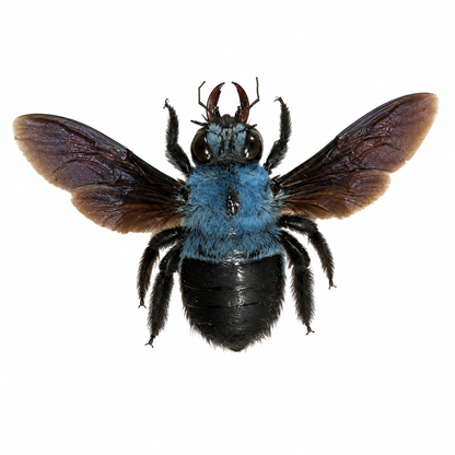 Blue Carpenter Bee Specimen, Real Pinned Dried Insect, Exotic Blue Bee Collectible