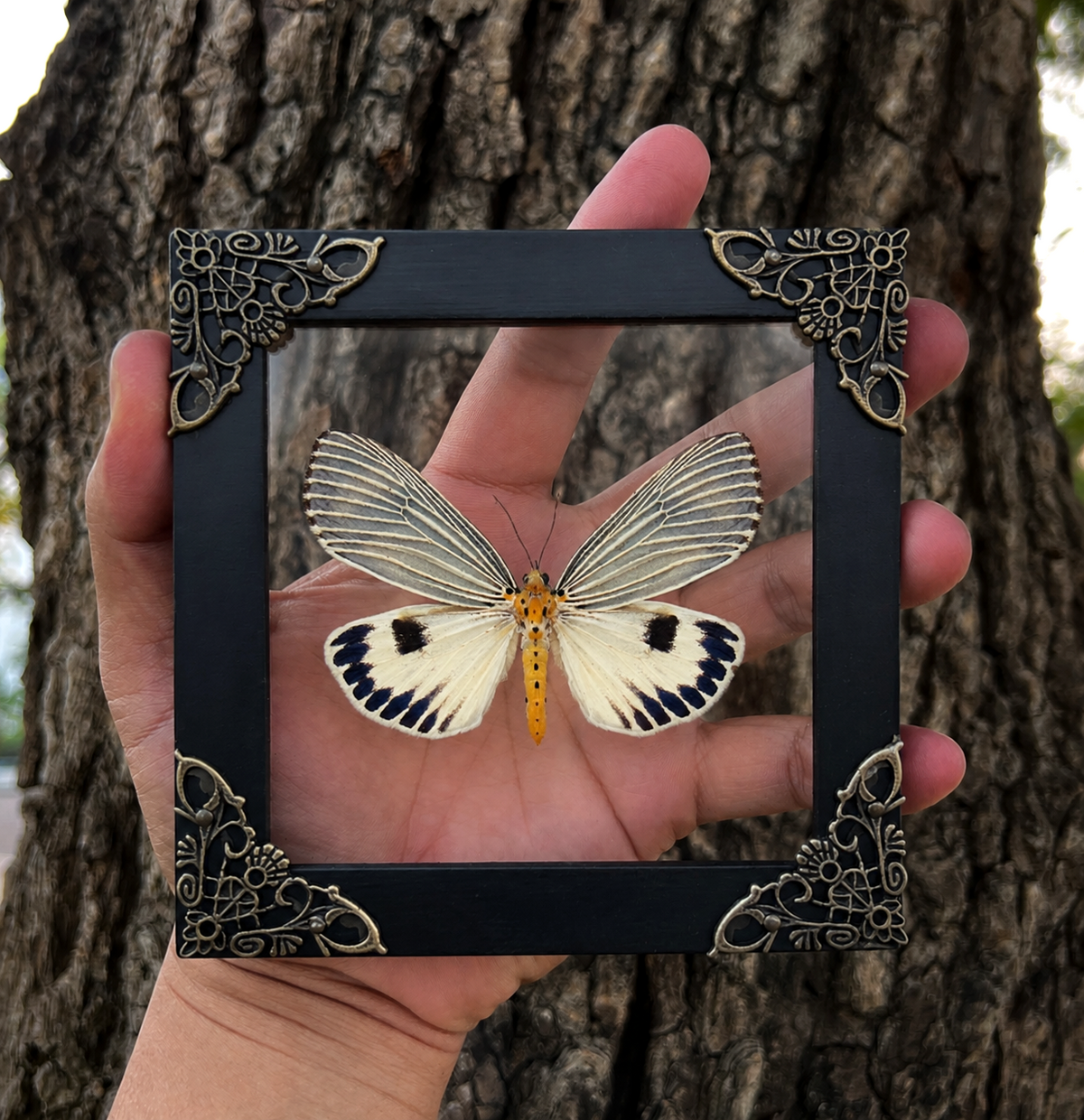 Framed Moth Taxidermy Real Insect Bug Art Gothic Decor Entomology Gift K12-123-TR