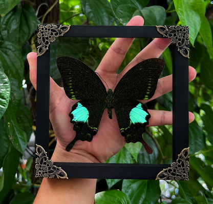 Real Papilio Paris Butterfly in Shadow Box Dried Insect Specimen Gothic Oddities Decor K16-127-DE