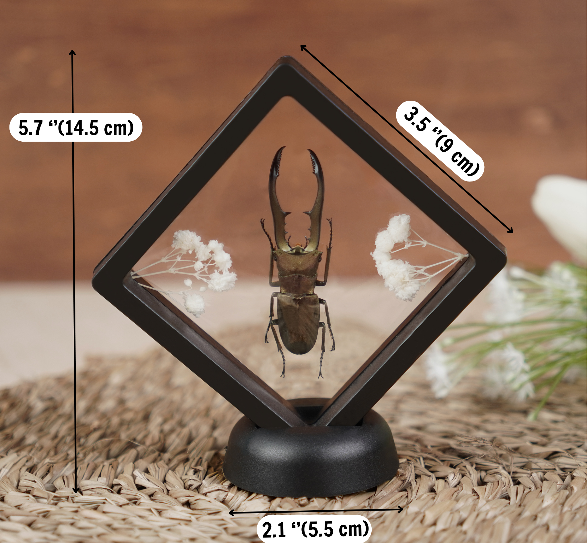 2 Taxidermy Praying Mantis & Blue Carpenter Bee Floating Frame Display Preserved Insects Collections Gift for Entomology Lover