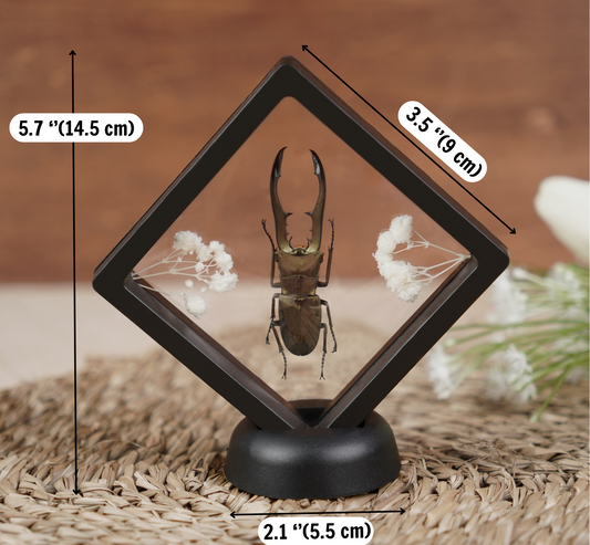 Entomology Decor Butterfly Art Frame Insect
