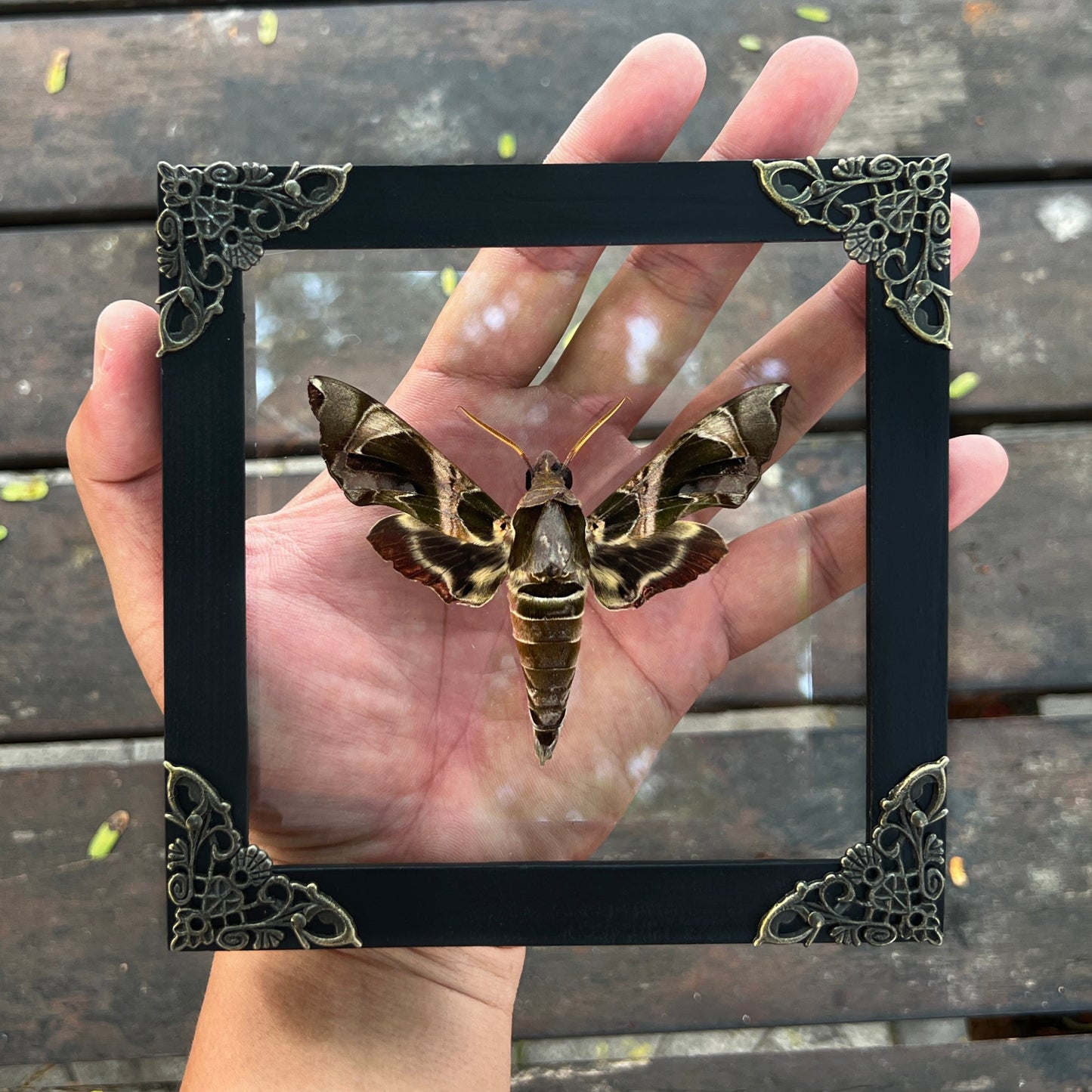 Framed Black Moth Taxidermy, Real Insect Bug Artwork, Gothic Home Decor and Oddities Wall Display  K14-74-DE