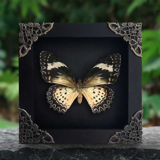 Leopard Lacewing Butterfly in Shadow Box, Wall Hanging Decor, Real Butterfly Framed, Gift for Entomology Lover