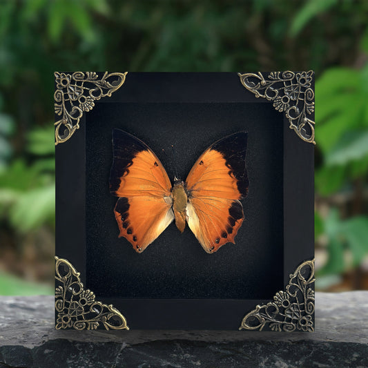 Real Charaxes bernardus Tawny Rajah Butterfly Shadow Box Preserved Butterfly Framed Insect Collection Home Decor