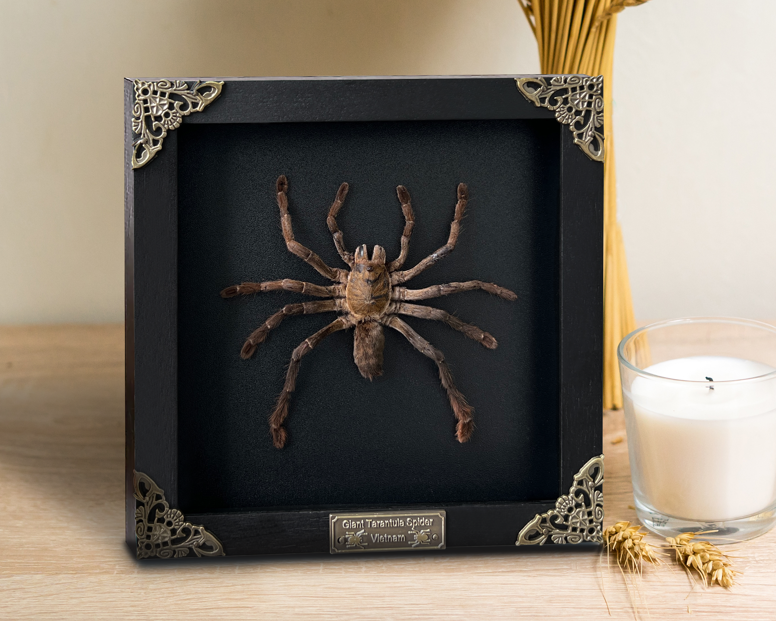 Real Giant Spider White Frame Beetle Insect Gothic Decoration Artwork Home Decor K18-56-TR