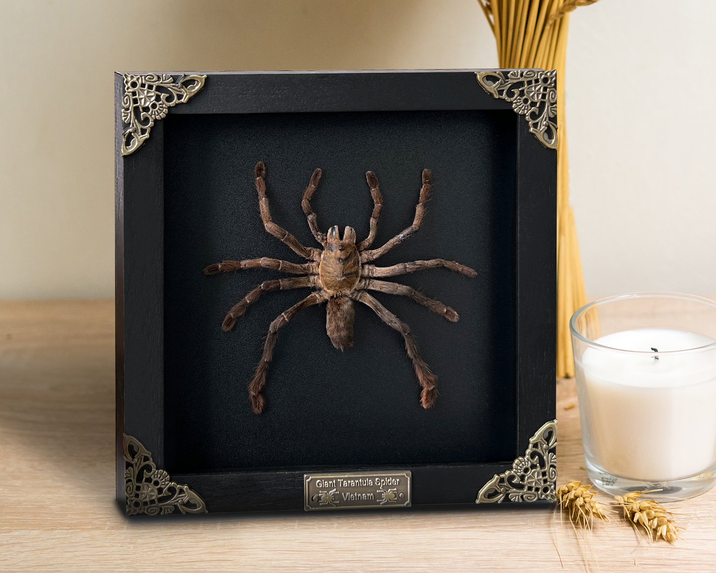 Real Giant Spider Frame Beetle Insect Gothic Decoration Artwork Home Decor