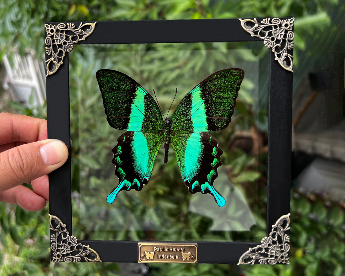 Papilio Blumei Real Peacock Butterfly in Shadow Box Dried Insect Specimen K16-23-DE