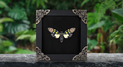 Real Cicadas Framed Oddity And Curiosity Decor Butterfly Dried Beetle Home Decor K12-79-KINH