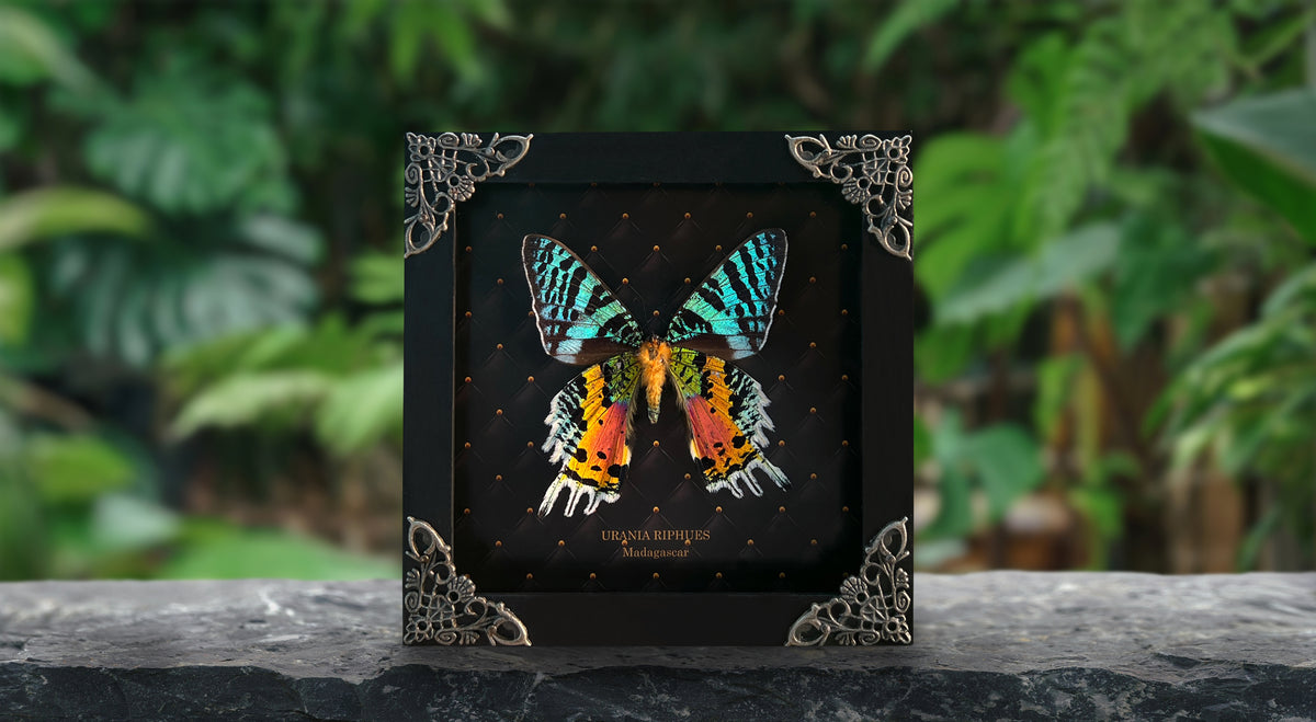 Sunset Moth Butterfly Moon Star Moon Phase Star Astrology Astronomy Background Frame Insect K14-29-AS5