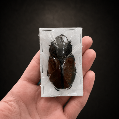 Five-Horned Rhinoceros Beetle Eupatorus gracilicornis – Real Preserved Beetle Specimen Open Wings