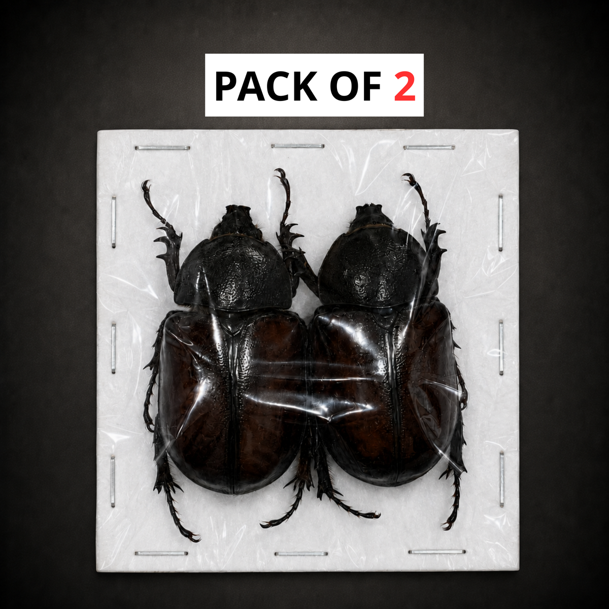 Five-Horned Rhinoceros Beetle Eupatorus gracilicornis – Real Preserved Beetle Specimen Open Wings