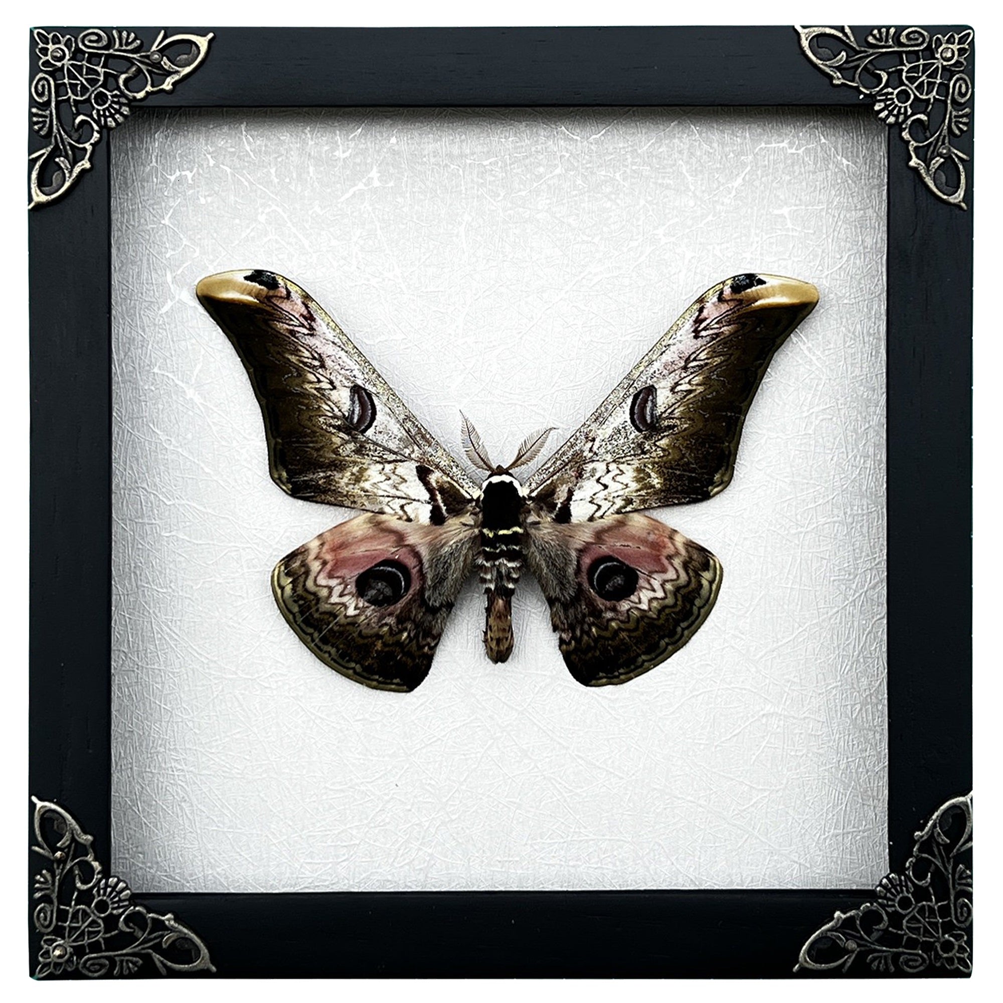 Real Framed Butterfly Dried Insect Shadow Box - Saturnia Zuleika Moth Saturniidae K18-07-DE