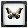 Real Framed Butterfly Dried Insect Shadow Box - Saturnia Zuleika Moth Saturniidae K18-07-DE