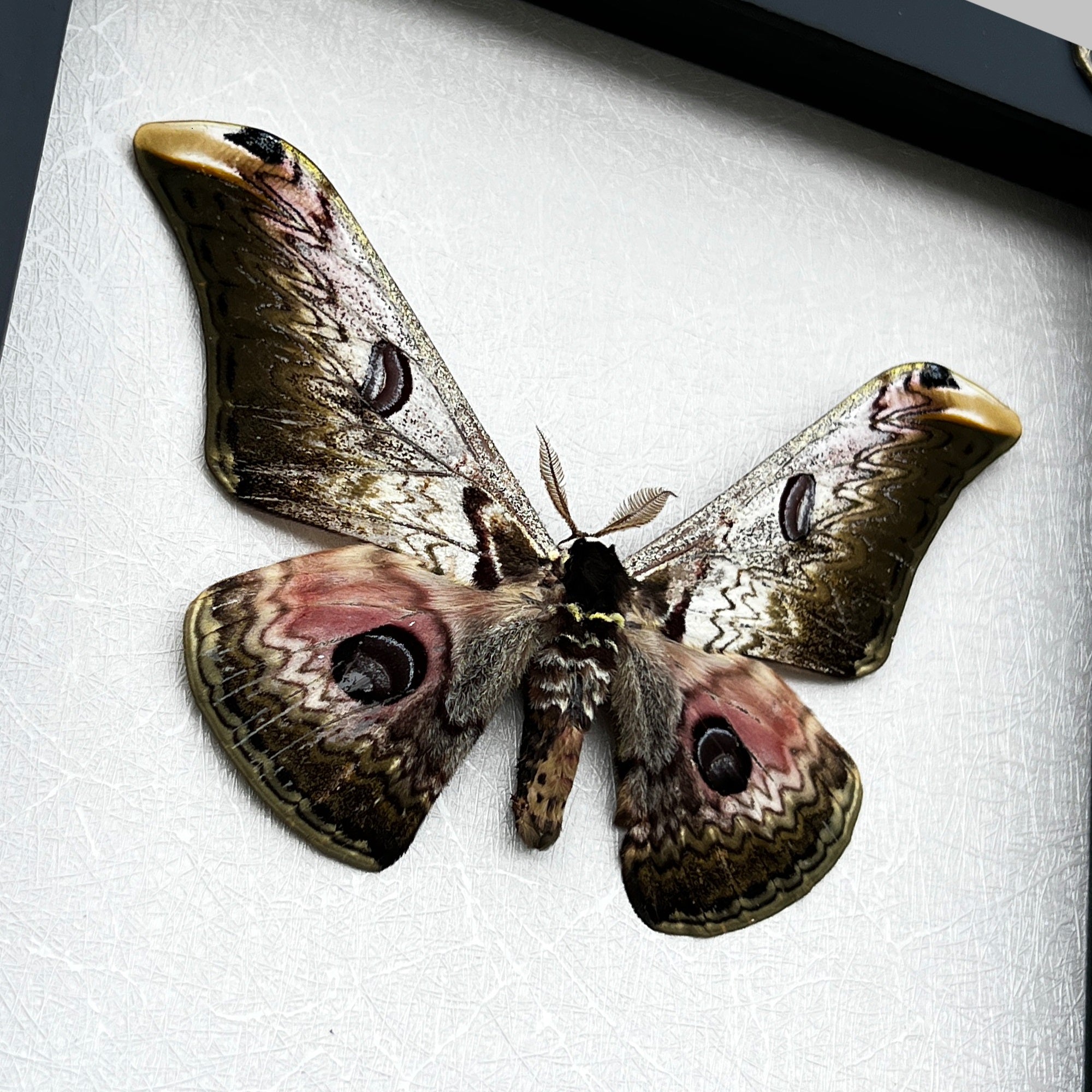 Real Framed Butterfly Dried Insect Shadow Box - Moth Saturniidae K18-07-TR