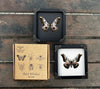 Real Framed Butterfly Dried Insect Shadow Box - Moth Saturniidae K18-07-TR