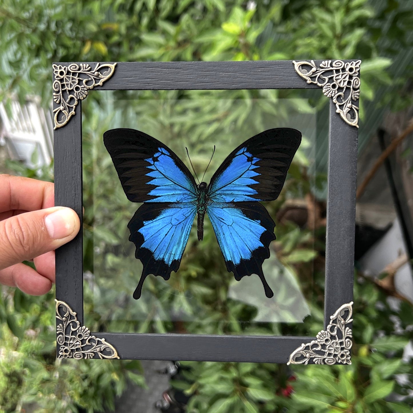 Blue Swallowtail Butterfly Real Framed Wooden Shadow Box Dried Insect Specimen K16-28-DE